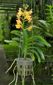 Vanda vietnamica-Bangkhuntian Gold