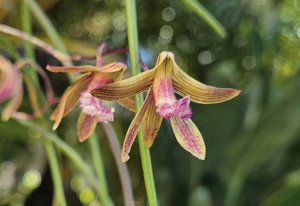 Dendrobium Australian Ginger