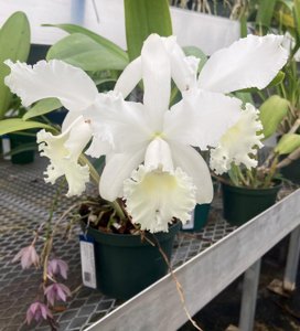 Cattleya Jean Marie Skelly