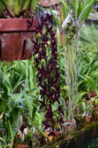 Cymbidium Australian Midnight