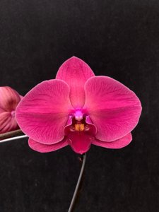Phalaenopsis OX Sunshine Coast