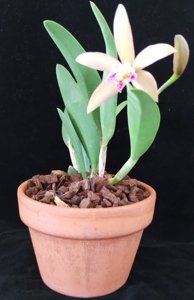 Brassocattleya Small World-Richard Mueller