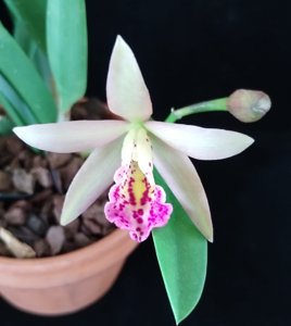 Brassocattleya Small World-Richard Mueller