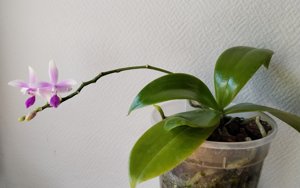 Phalaenopsis Borobudur