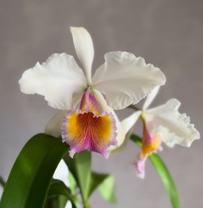 Cattleya Maggie Raphael