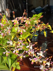 Dendrobium Chan-Chao