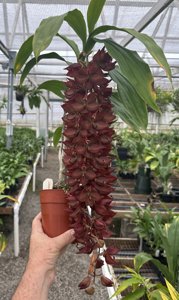 Cycnoches Jean E. Monnier