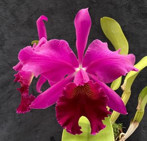 <i>Cattleya</i> Edith Bolling Wilson
