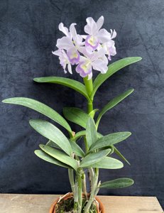 Cattlianthe Fitz Eugene Dixon