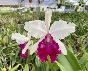 <i>Cattleya</i> Powhatan