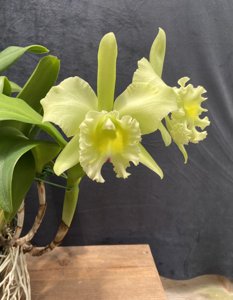 Rhyncholaeliocattleya Jill Biden