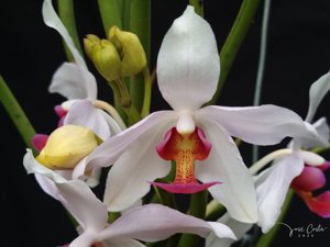 <i>Paraphalanthe</i> Frida