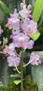 Phalaenopsis Memoria Val Rettig