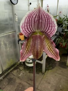 <i>Paphiopedilum</i> Fairly Disillusioned