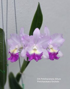 <i>Cattlianthe</i> Petcharatana Allure