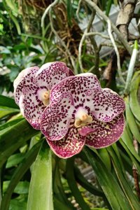 Vanda Gordon Dillon