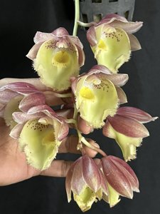 SVO 実生 タケノコ蘭 カタセタム Clowesetum Clowesetum Emerald Rosee - orchidroots