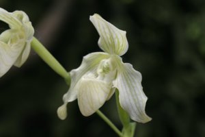 Paphiopedilum philippinense-ang-thong