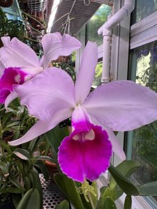 <i>Cattleya</i> Purpurata Dream