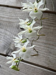 Euryangis Victoria Nile