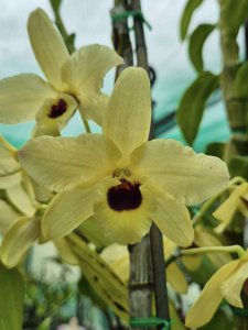 Dendrobium Tangalooma
