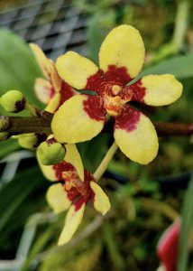 <i>Sarcochilus</i> Mem. David Hutchins