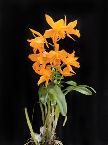 Rhyncattleanthe Love Passion