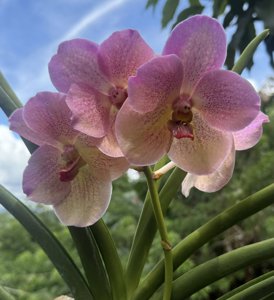 Papilionanda Hector Coronado