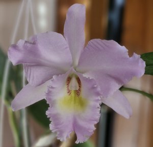 Rhyncholaeliocattleya Pastoral