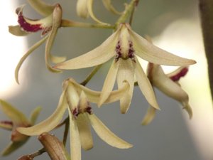 Dendrobium Cloud's Pencil