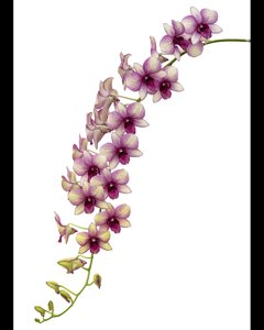 <i>Dendrobium</i> Green Star