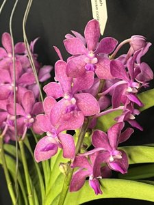 Vanda Suwannaphum Candy