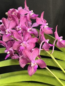 Vanda Suwannaphum Candy