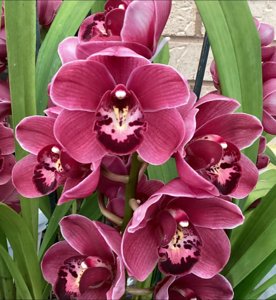 Cymbidium Olivia Rose-Khanebono-Firetail Showpiece