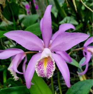 Cattleya Miss Endicott