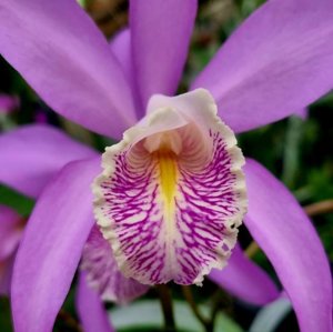 Cattleya Miss Endicott