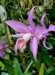 Cattleya Miss Endicott