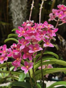 Sarcochilus Kulnura Dragonfly