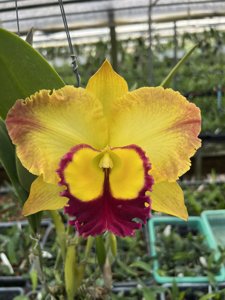 Rhyncholaeliocattleya Saeng U-Sa