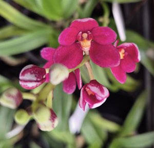 <i>Sarcochilus</i> Samantha