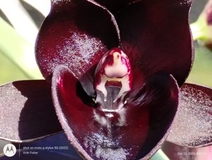 Catamodes Warped Gravity