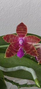 <i>Phalaenopsis</i> Lovely Marie-Yaphon Yellow Story