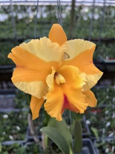 Rhyncholaeliocattleya Gold Lightan