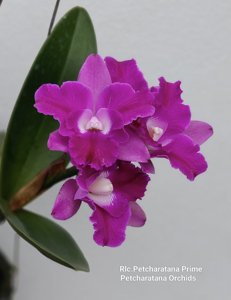 <i>Rhyncholaeliocattleya</i> Petcharatana Prime