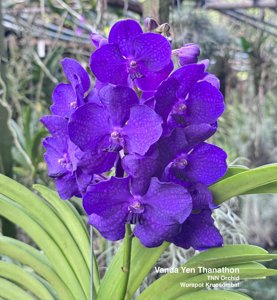 Vanda Yen Thanathon