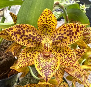 <i>Cycnodes</i> Leopard's Gold