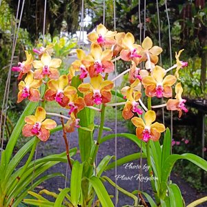 Vanda M. V. Tannins