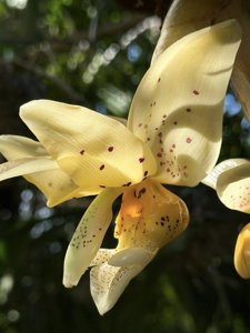 Stanhopea Nina Rach-ecornuta