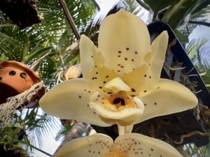 <i>Stanhopea</i> Nina Rach-ecornuta