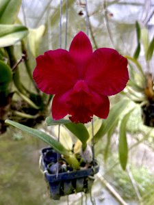 <i>Rhyncattleanthe</i> Shinfong Honey-Angel Kiss